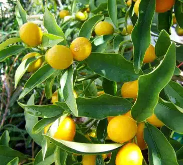 lemon tree, yellow fruit, lemon crop