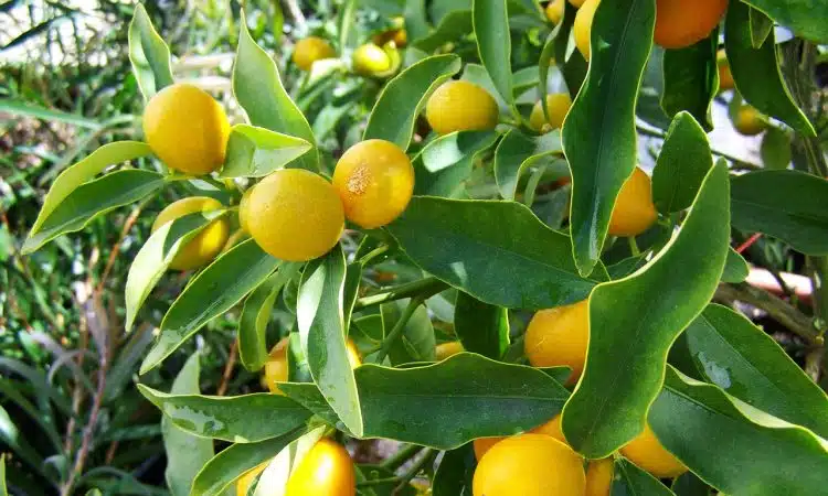 lemon tree, yellow fruit, lemon crop