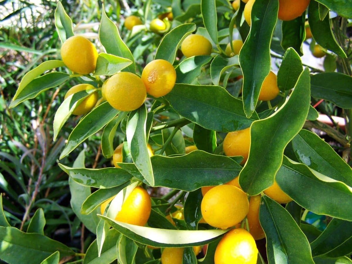 lemon tree, yellow fruit, lemon crop