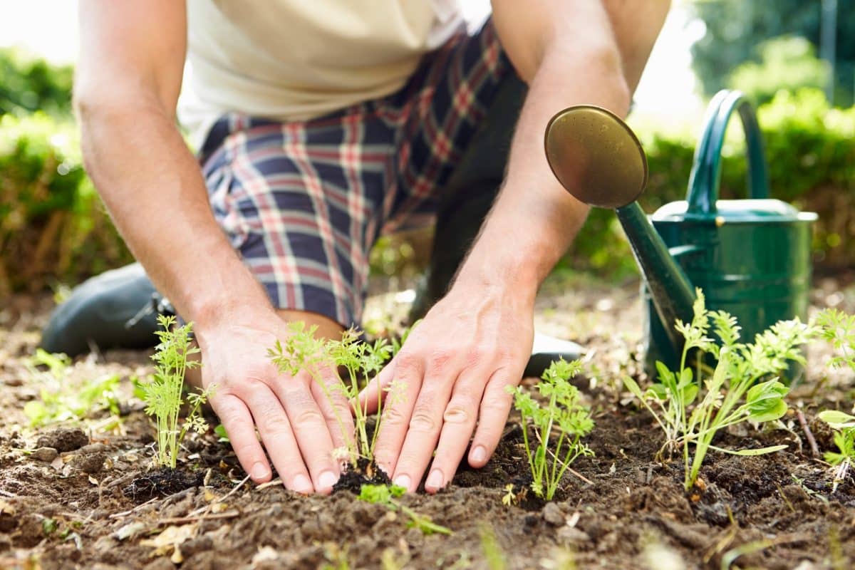 jardinage