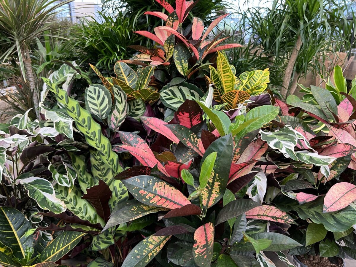 plantes d'intérieur