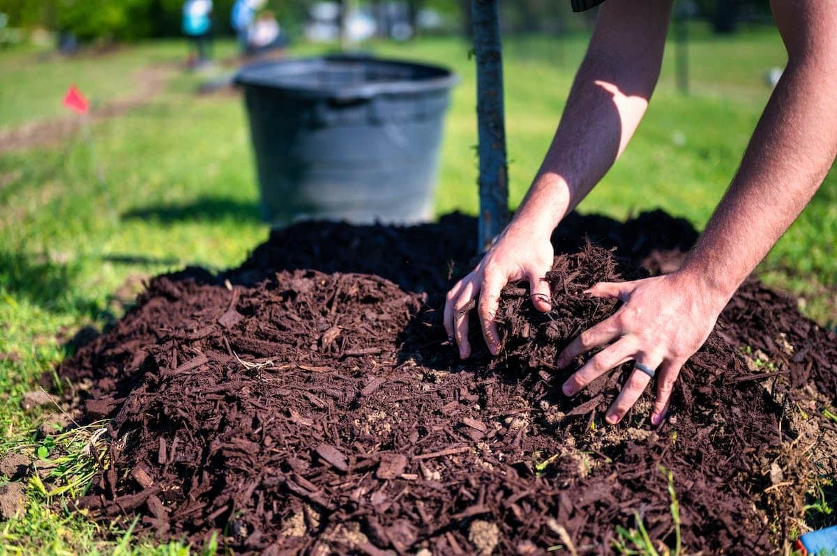 lombricompost  jardin