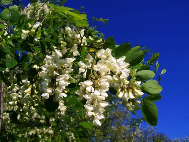 plantes mellifères robinier