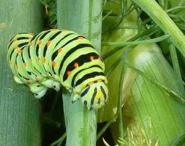 Chenille au jardin