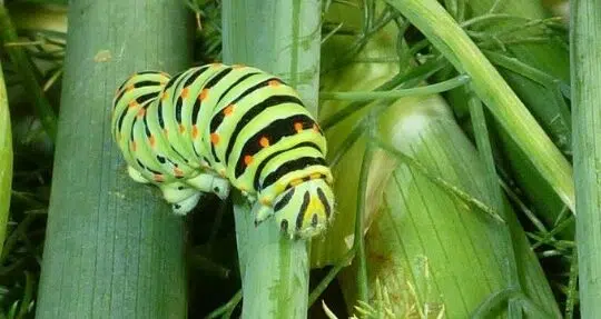 Chenille au jardin