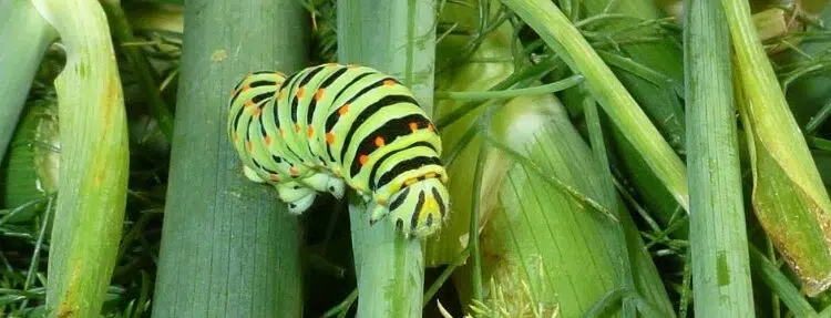 Chenille au jardin