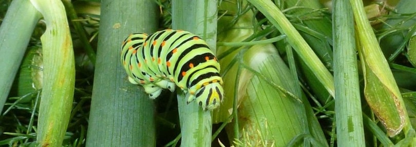 Chenille au jardin