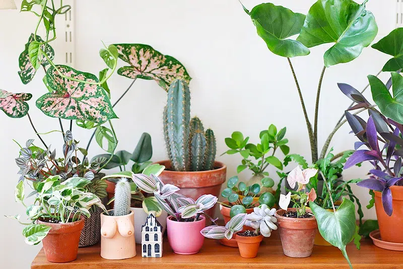 Comment acheter des plantes en ligne