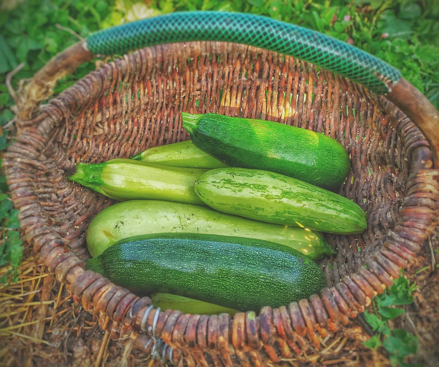 Comment bien arroser ses courgettes pour un jardin vivant et productif