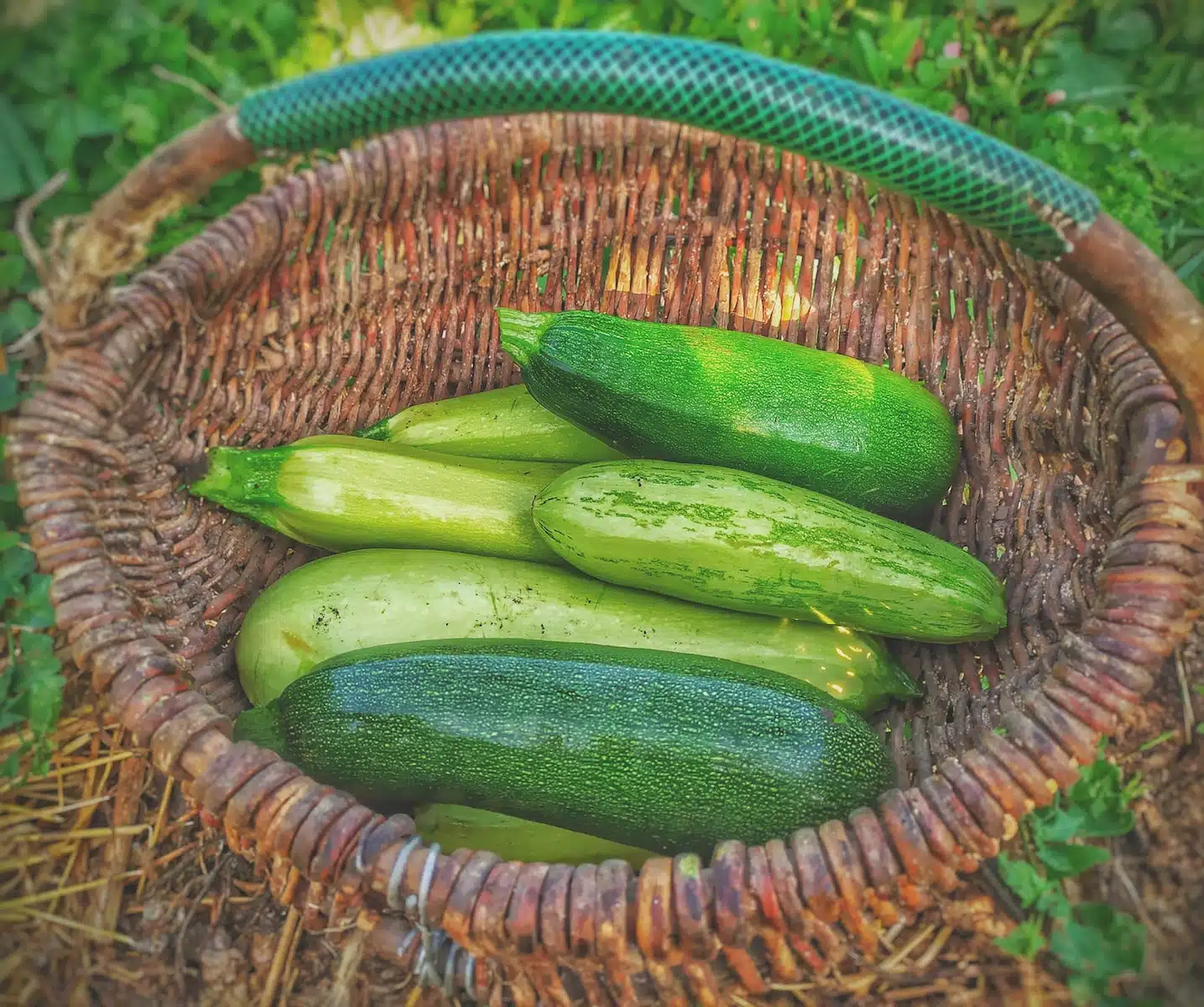 Comment bien arroser ses courgettes pour un jardin vivant et productif