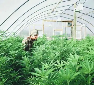 Comment cultive-t-on la fleur de CBD en greenhouse