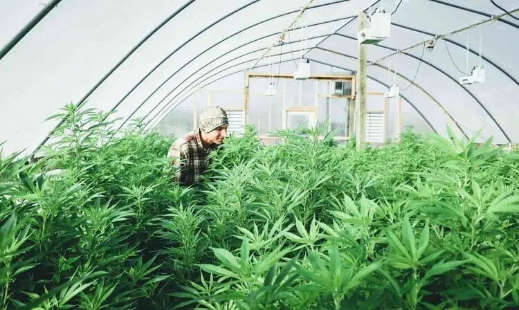 Comment cultive-t-on la fleur de CBD en greenhouse