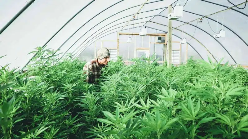 Comment cultive-t-on la fleur de CBD en greenhouse