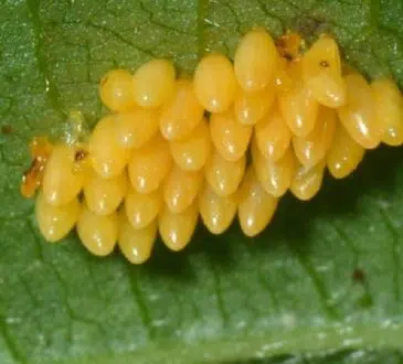 Comment réussir l’achat de vos larves de coccinelle