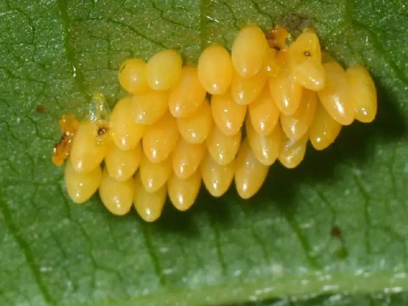 Comment réussir l’achat de vos larves de coccinelle