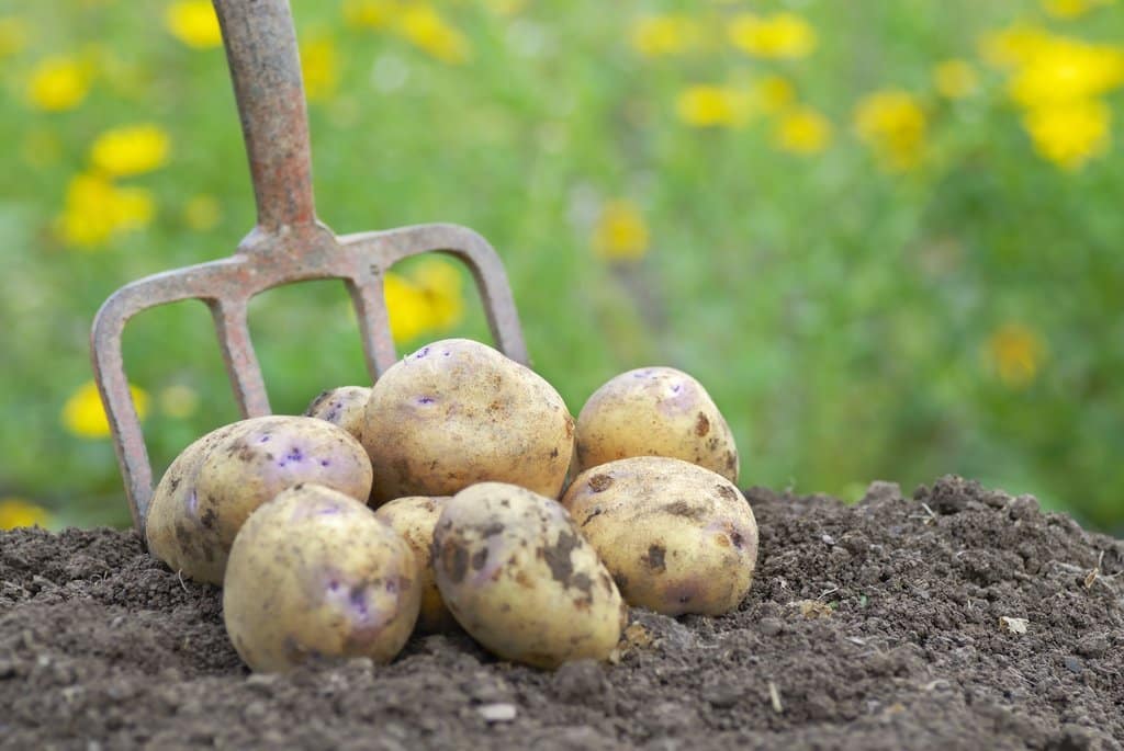 Conseils pour obtenir des plants de pomme de terre sains et vigoureux