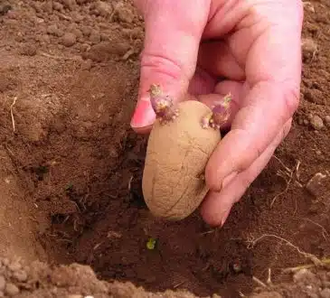 Conseils pour obtenir des plants de pomme de terre sains et vigoureux