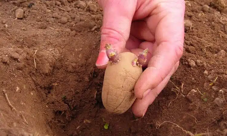 Conseils pour obtenir des plants de pomme de terre sains et vigoureux