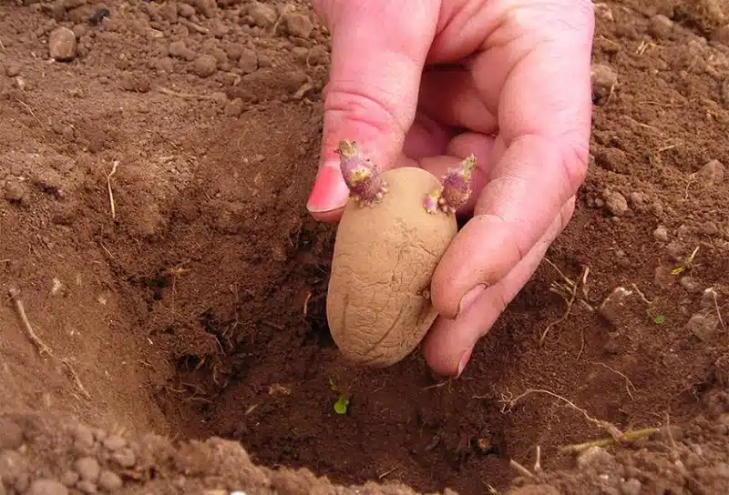 Conseils pour obtenir des plants de pomme de terre sains et vigoureux