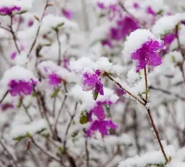 Conseils pour préserver la santé de vos plantes en hiver