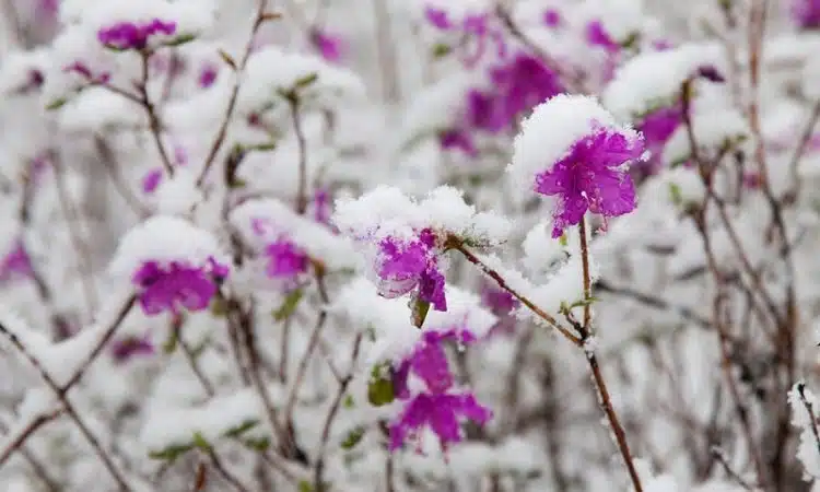 Conseils pour préserver la santé de vos plantes en hiver