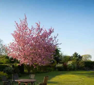Jardin avec arbe en fleurs et table