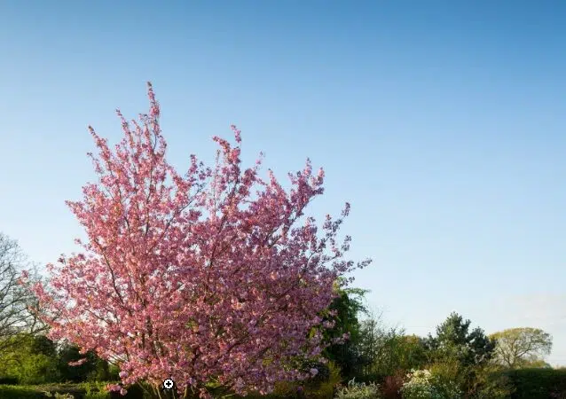 Jardin avec arbe en fleurs et table