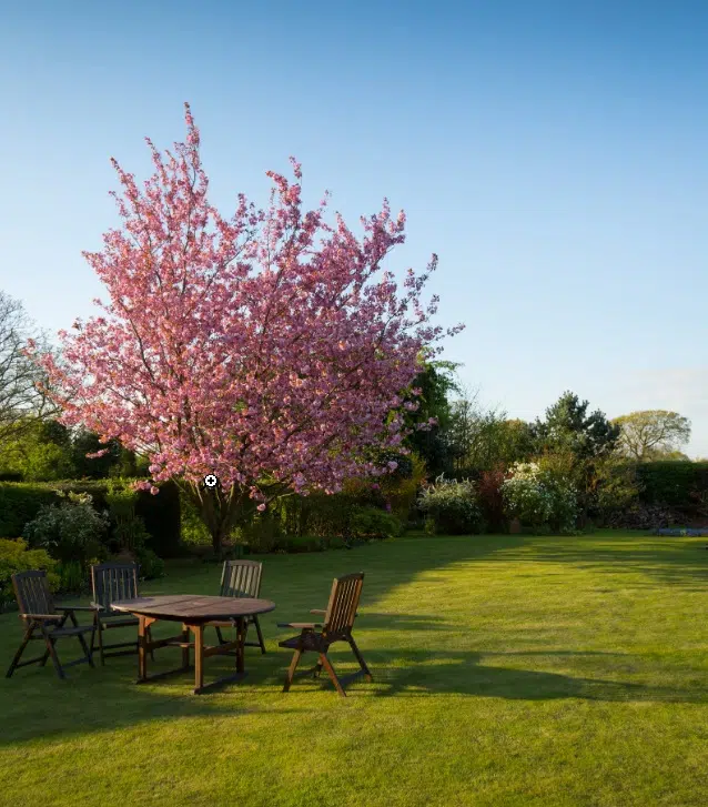 Jardin avec arbe en fleurs et table