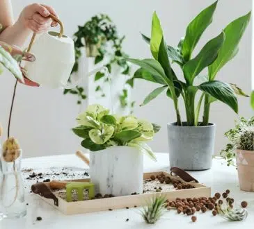 Plantes et fleurs s'invitent dans la déco d'intérieur