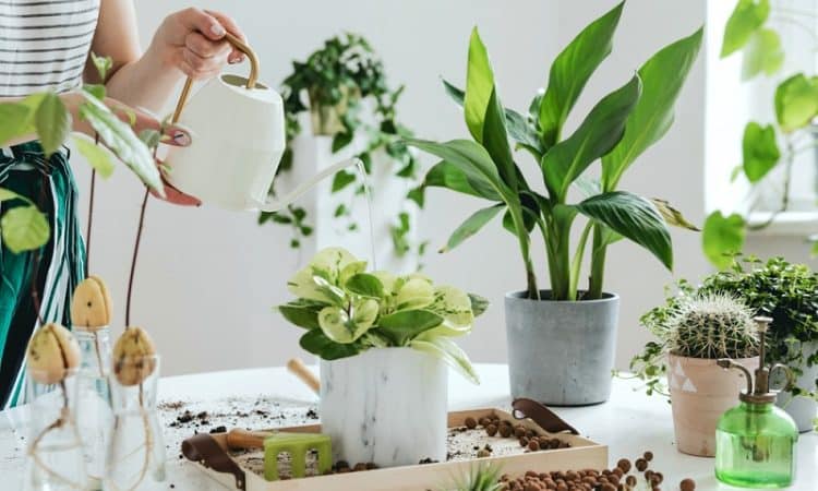 Plantes et fleurs s'invitent dans la déco d'intérieur