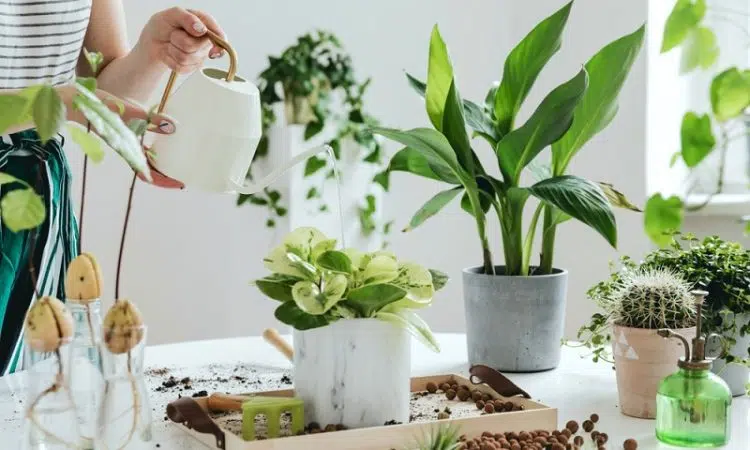 Plantes et fleurs s'invitent dans la déco d'intérieur