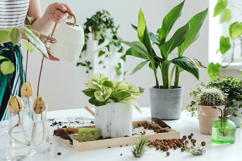 Plantes et fleurs s'invitent dans la déco d'intérieur