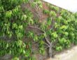Quel arbre fruitier grimpant choisir pour mon jardin