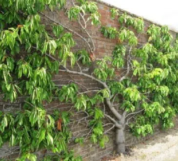 Quel arbre fruitier grimpant choisir pour mon jardin