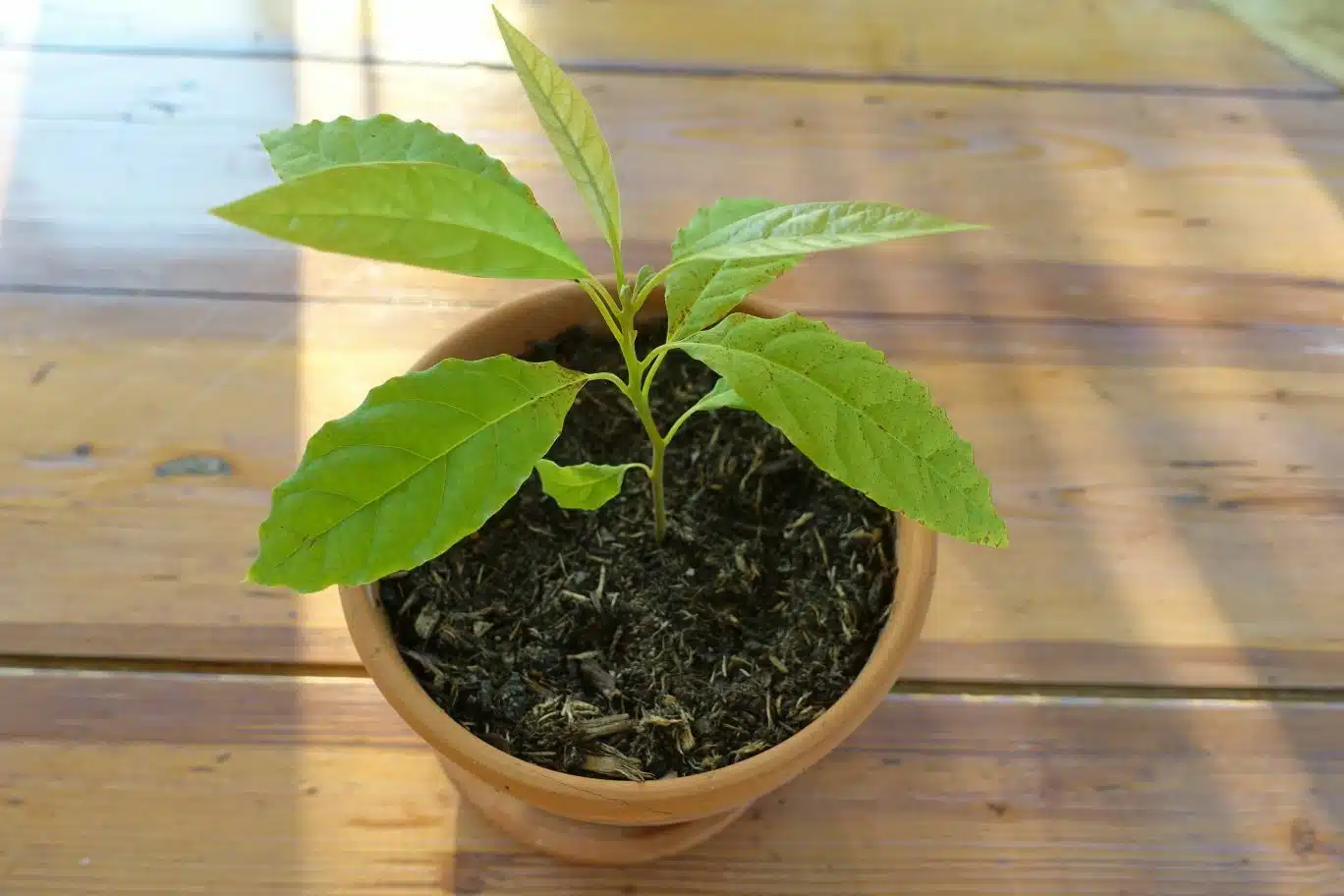 Quel est le meilleur emplacement pour un plant d'avocat