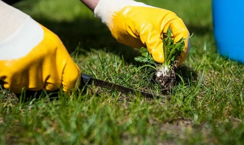 Quelle solution pour un désherbage efficace de votre jardin