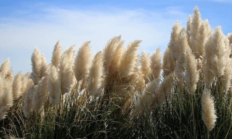 Tout savoir sur les fleurs de pampa