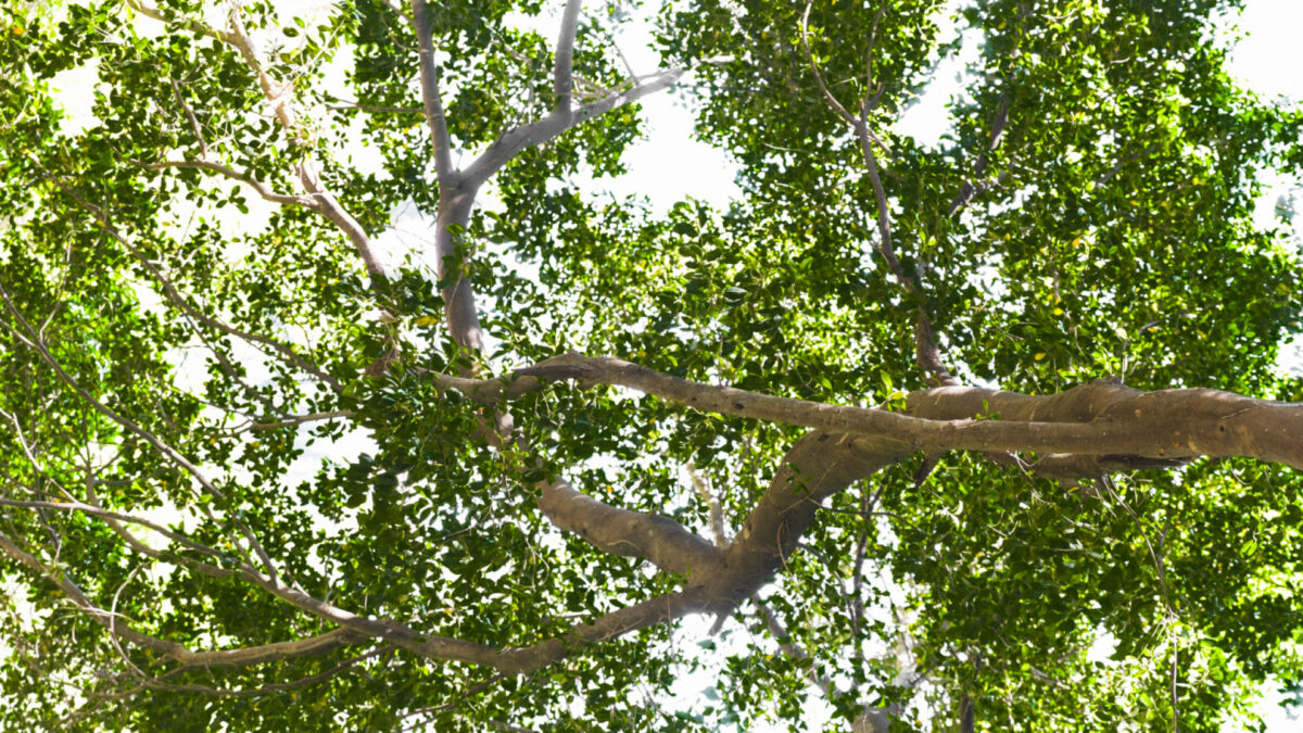 Abattage d'arbres : quand faire appel à un professionnel ?