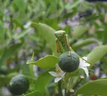 a praying mantisca on a plant with flowers