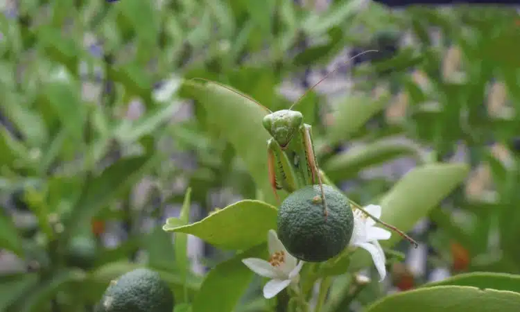 a praying mantisca on a plant with flowers