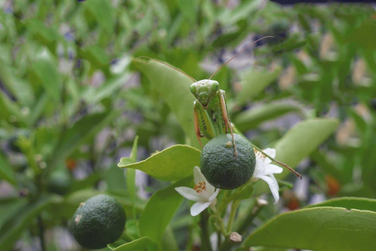 a praying mantisca on a plant with flowers