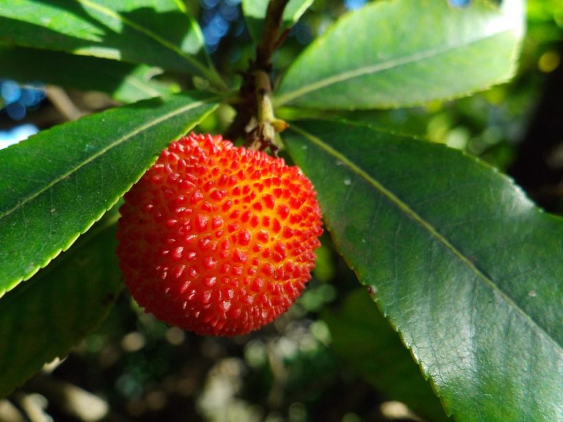 Quels fruits rouges planter ? Le Jardineur