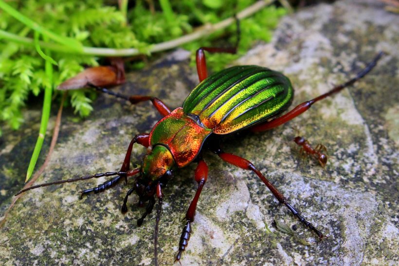 6 insectes utiles pour le jardin Le Jardineur