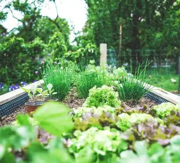 Comment se débarrasser des ravageurs de jardin : conseils pratiques