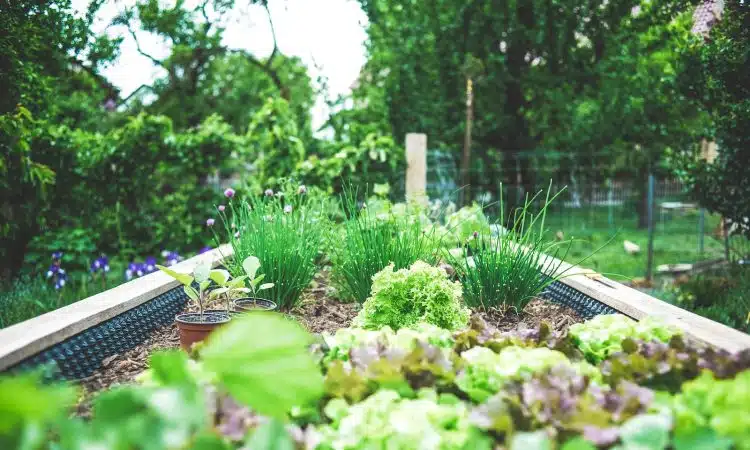 Comment se débarrasser des ravageurs de jardin : conseils pratiques