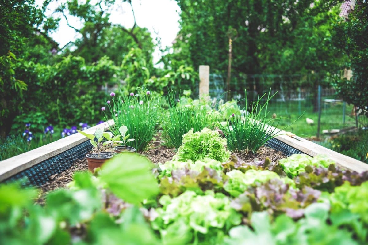 Comment se débarrasser des ravageurs de jardin : conseils pratiques