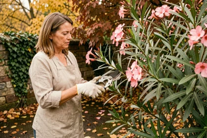 Femme réalisant une bouture de laurier rose en automne dans un jardin aux feuillages dorés