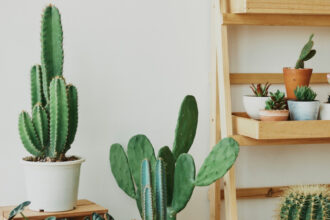 Cactus et succulentes : des plantes tendance et faciles à vivre pour tous les intérieurs