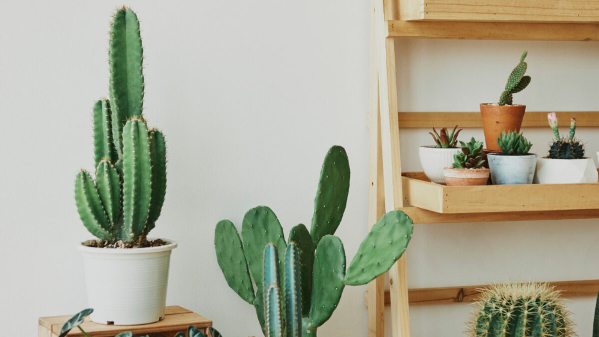 Cactus et succulentes : des plantes tendance et faciles à vivre pour tous les intérieurs
