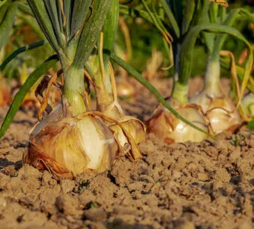 De bons conseils pour créer un potager